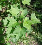 Ribes rubrum. Верхняя часть ветви с отдыхающей мухой. Республика Карелия, Сортавальский муниципальный округ, Ладожское озеро, остров Валаам, Нижний сад. 11.06.2024.