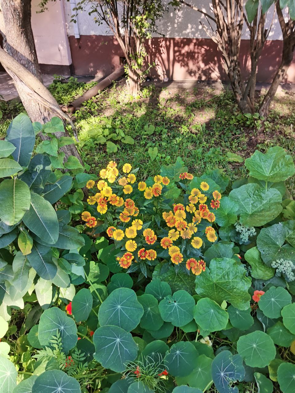 Изображение особи Helenium autumnale.