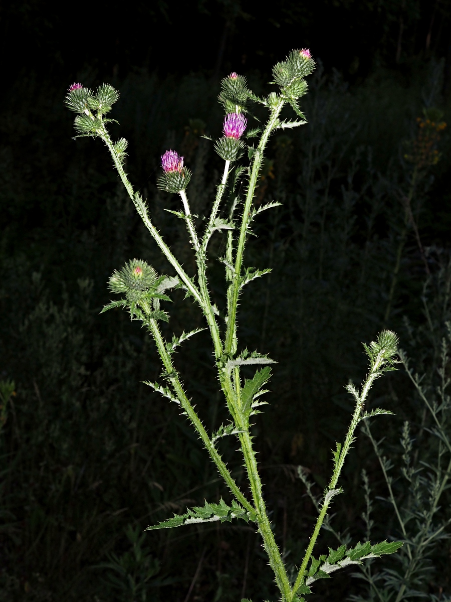 Image of Carduus crispus specimen.