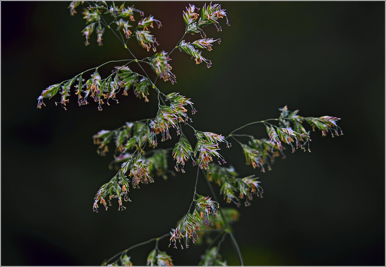 Изображение особи Poa angustifolia.