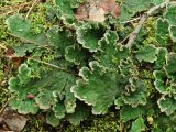 Peltigera aphthosa