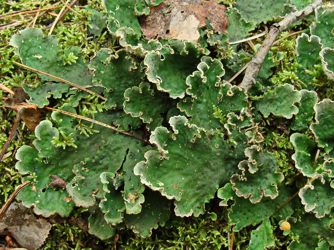 Image of Peltigera aphthosa specimen.