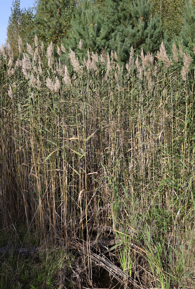 Image of Phragmites australis specimen.