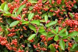 genus Pyracantha. Часть веточки цветущего растения. Бельгия, пров. Эно, окр. Турне, г. Турне, озеленение. Август.