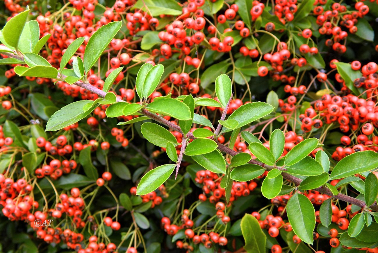 Изображение особи род Pyracantha.