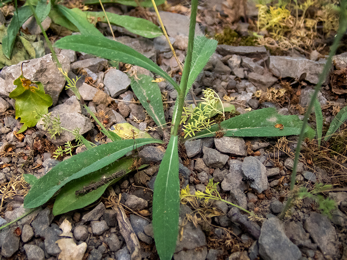 Image of genus Pilosella specimen.