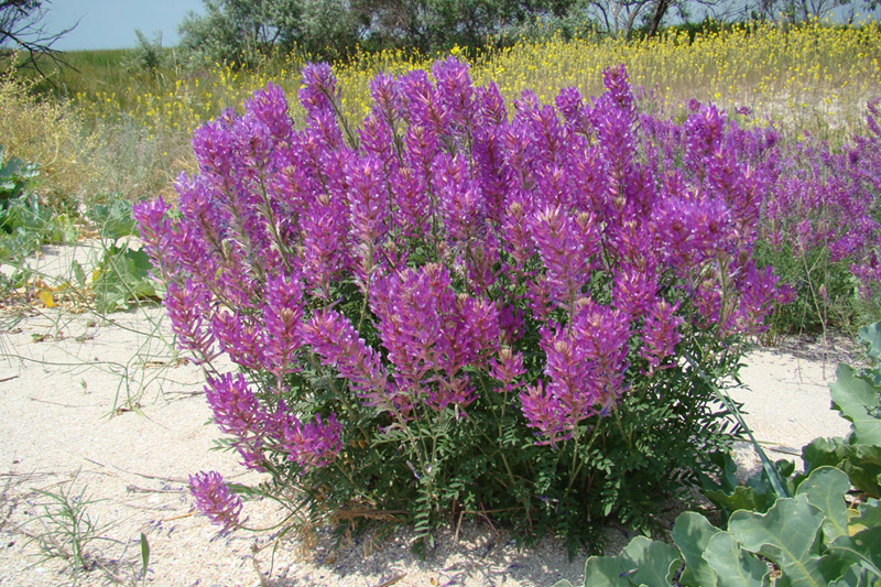 Изображение особи Astragalus varius.