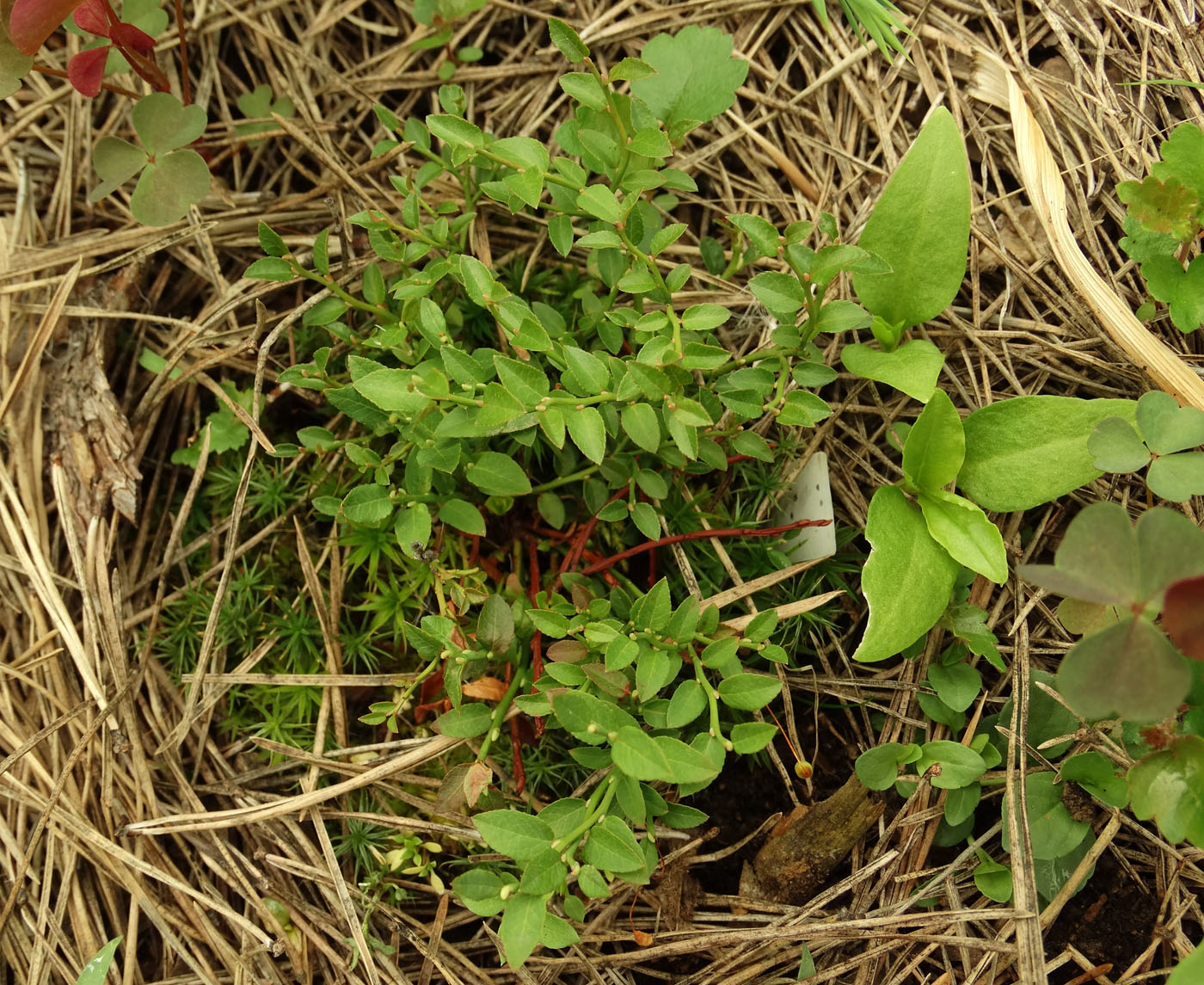 Изображение особи Vaccinium scoparium.