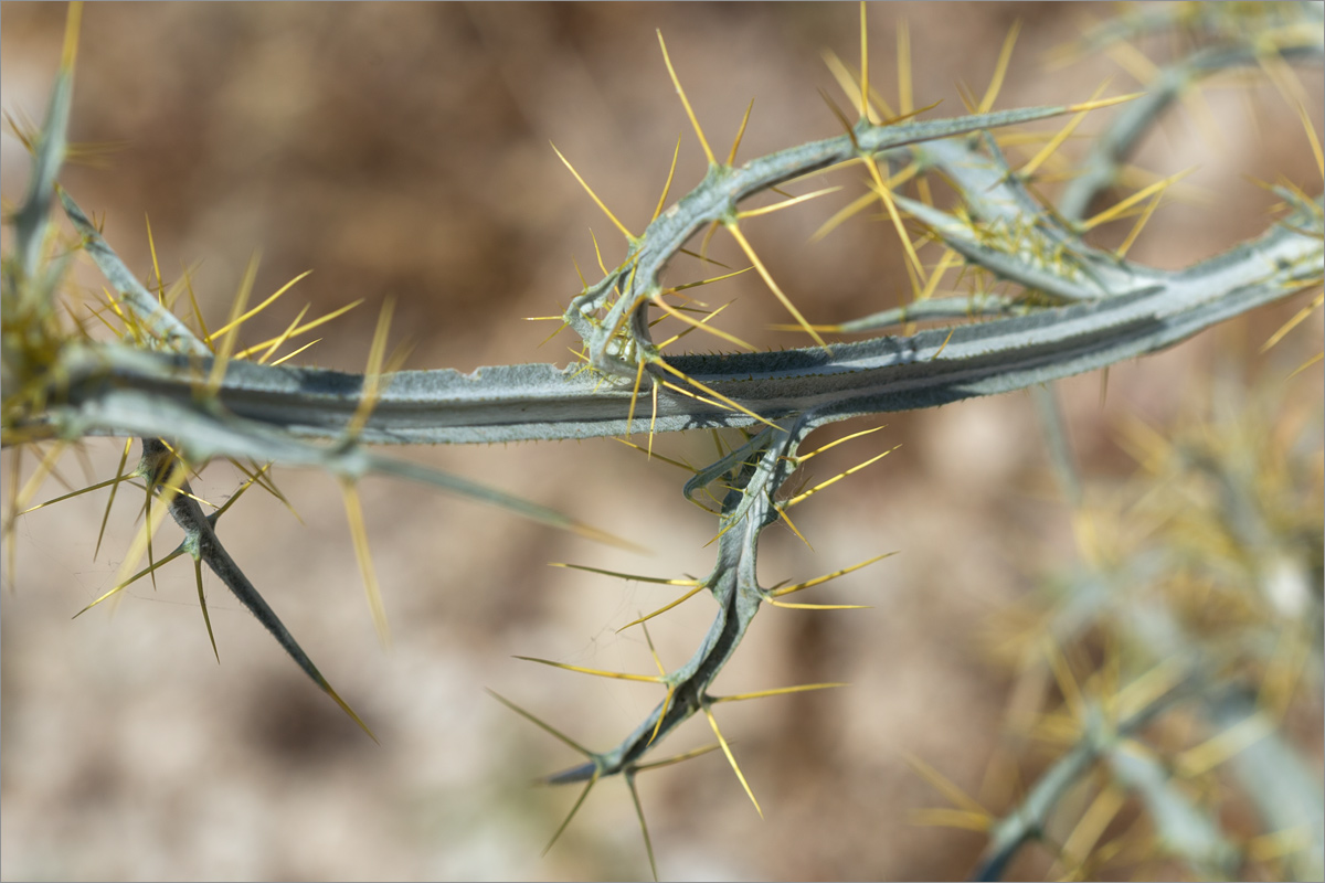 Image of Picnomon acarna specimen.