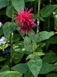 Monarda didyma