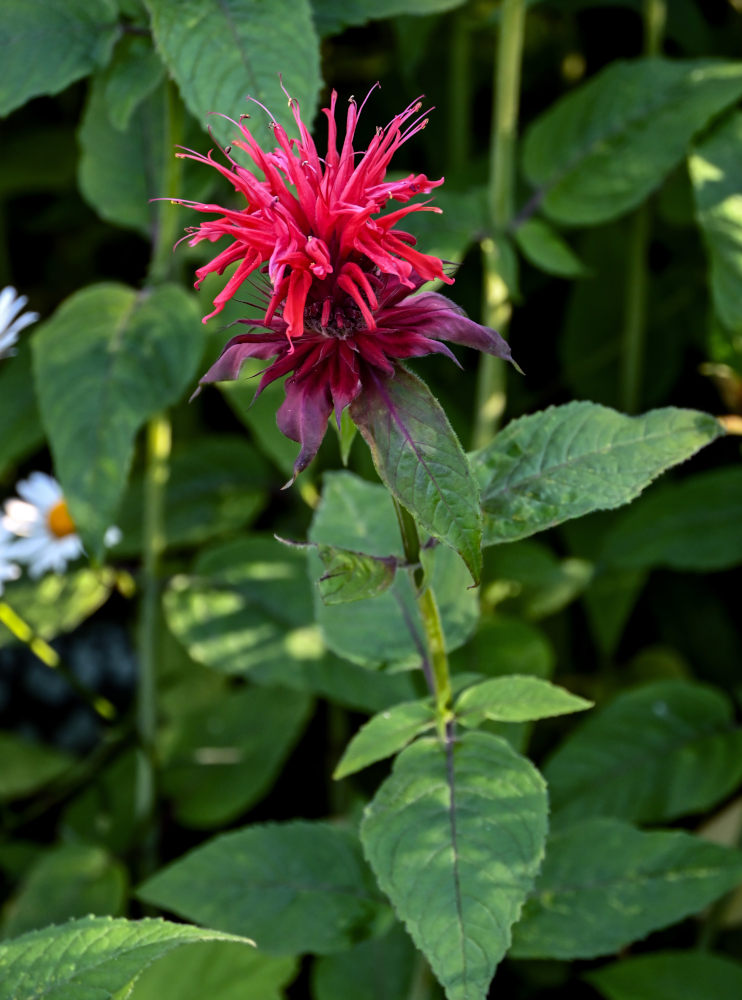 Image of Monarda didyma specimen.