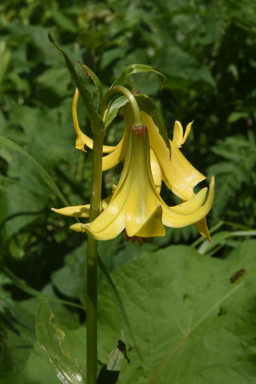 Image of genus Lilium specimen.