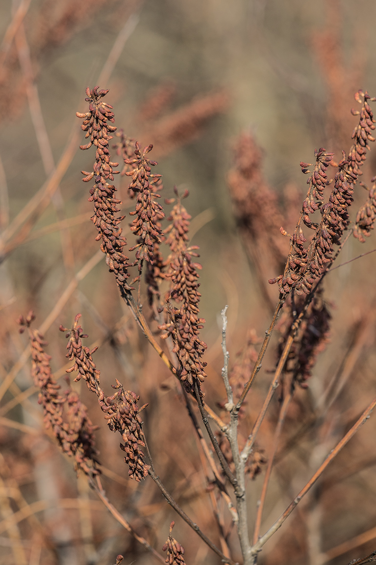 Изображение особи Amorpha fruticosa.