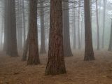 Sequoiadendron giganteum. Нижние части крон взрослых деревьев в тумане. Крым, Южный Берег, окр. Ангарского перевала, ю-в склон Чатыр-Даг, посаженная роща. 27.05.2024.