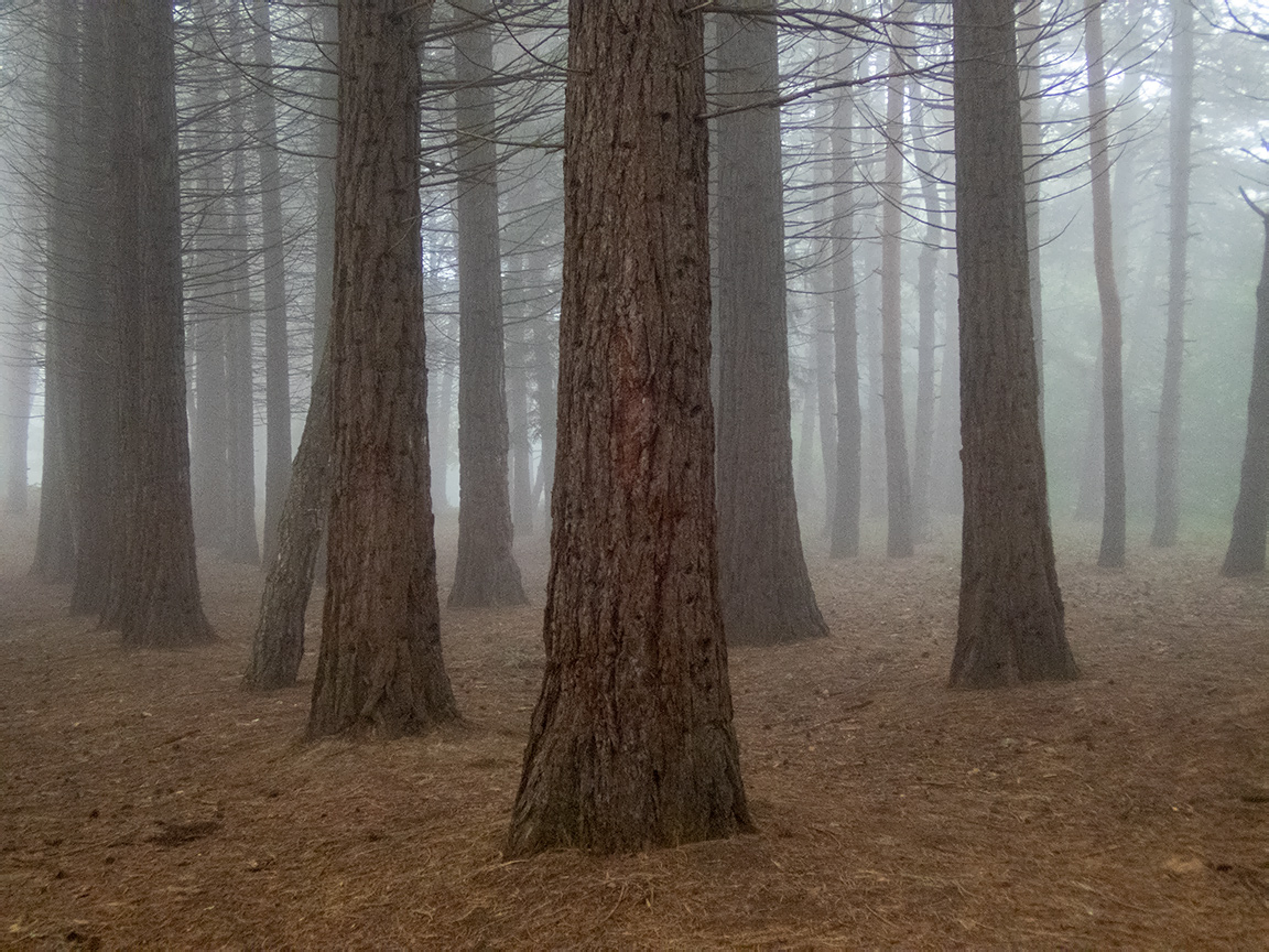 Image of Sequoiadendron giganteum specimen.