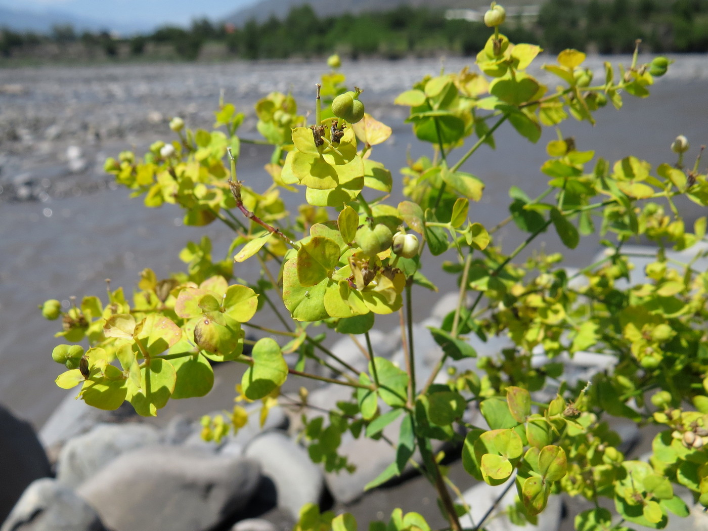 Image of Euphorbia virgata specimen.