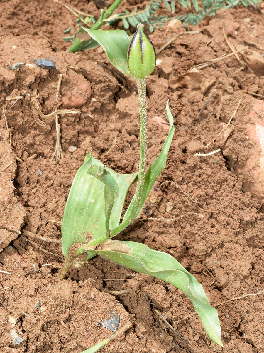 Image of Tulipa greigii specimen.