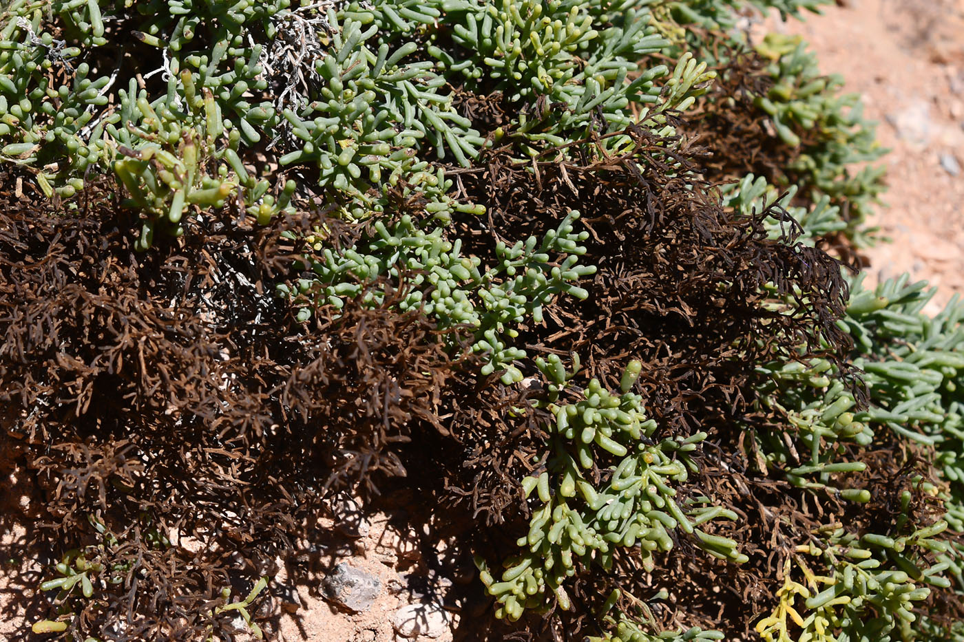 Image of Iljinia regelii specimen.