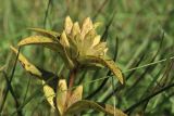 Gentiana cruciata. Верхушка плодоносящего побега с повреждёнными грибами(?) листьями. Псковская обл., окр. дер. Изборск, Словенское поле, суходольный луг. 18.08.2024.