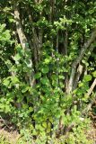 View full-size image Corylus avellana