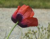 View full-size image Papaver somniferum