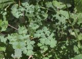 View full-size image Thalictrum minus