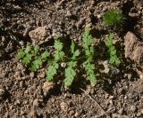 View full-size image Cystopteris fragilis