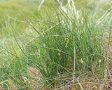 Смотреть изображение Ephedra distachya