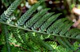 View full-size image Polystichum setiferum