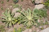 View full-size image genus Verbascum