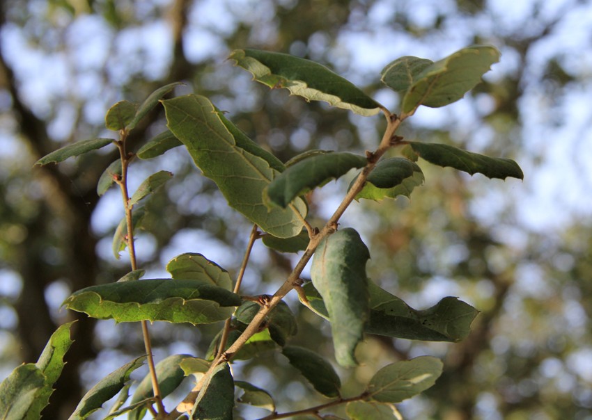 Image of Quercus suber specimen.