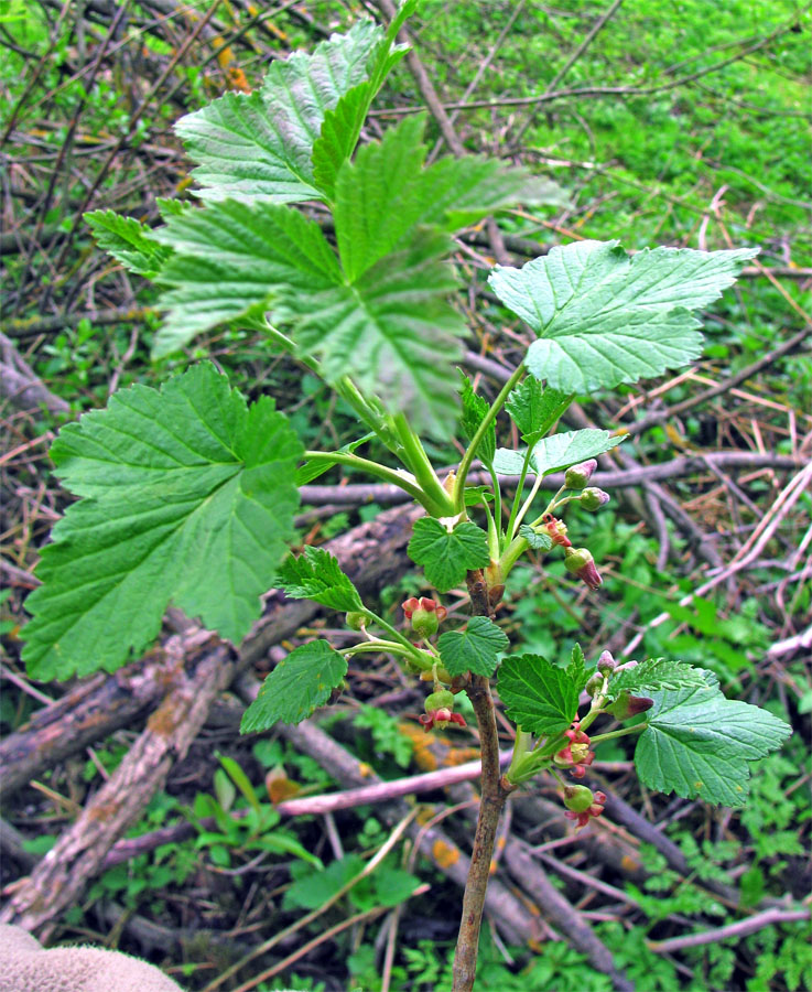 Изображение особи Ribes nigrum.