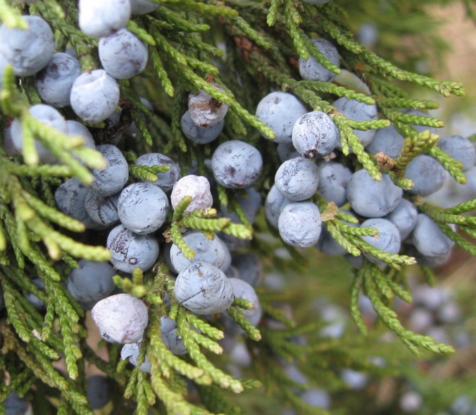 Изображение особи Juniperus virginiana.