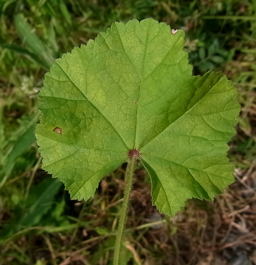 Изображение особи Malva sylvestris.