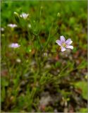 Psammophiliella muralis. Верхушка цветущего растения. Чувашия, окр. г. Шумерля, возле объездной трассы. 19 июня 2011 г.