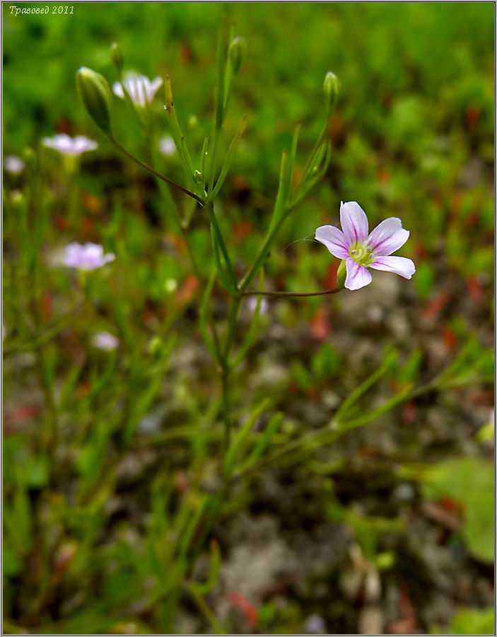 Изображение особи Psammophiliella muralis.