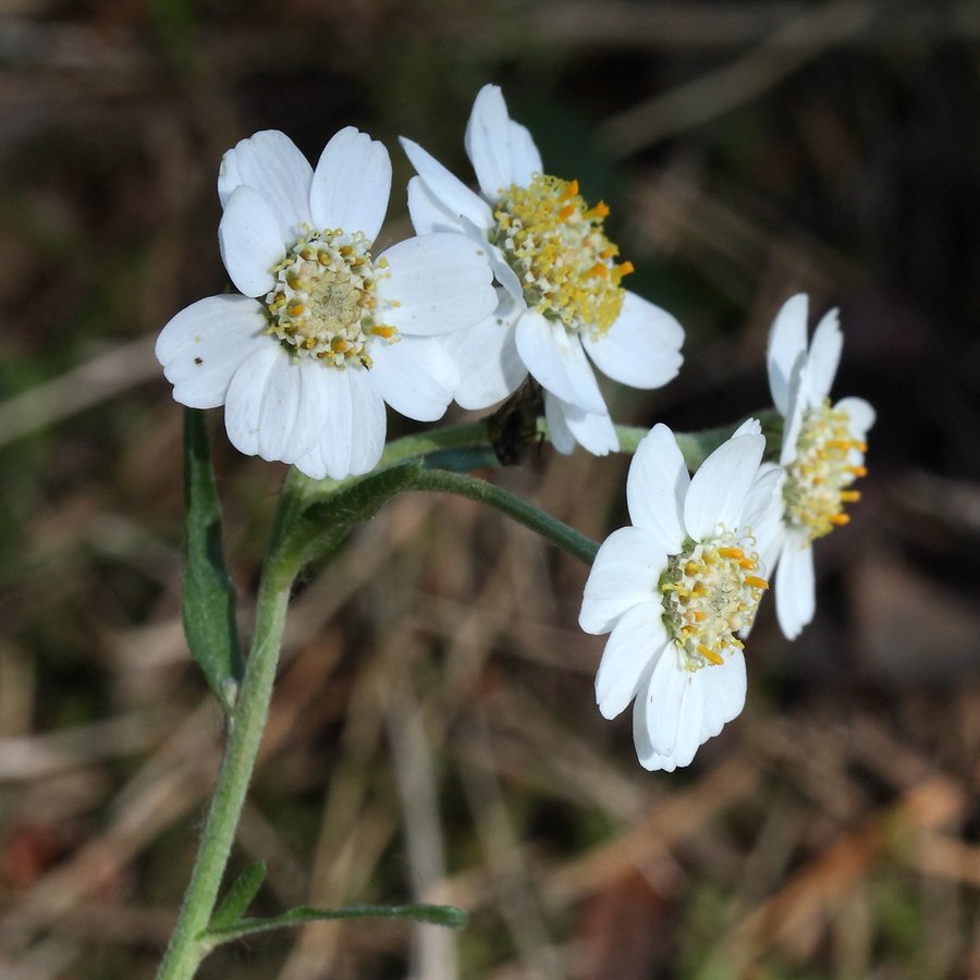 Изображение особи Achillea cartilaginea.