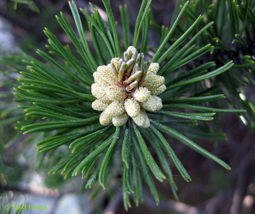 Image of Pinus mugo specimen.