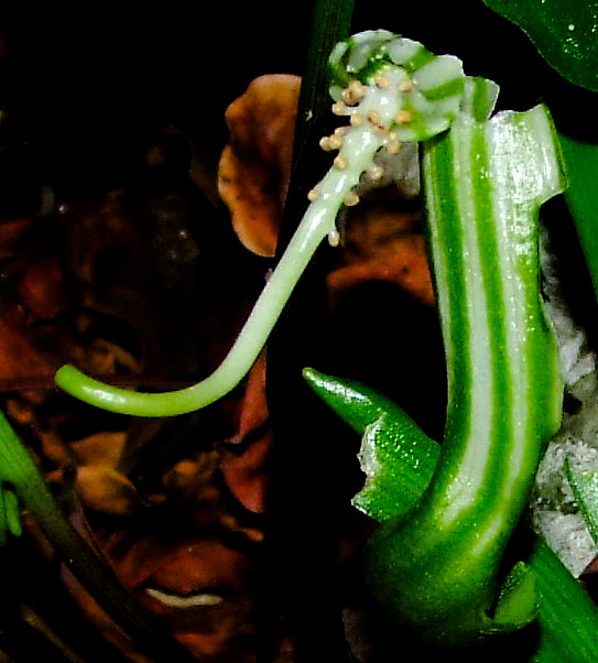 Image of Arisarum vulgare specimen.