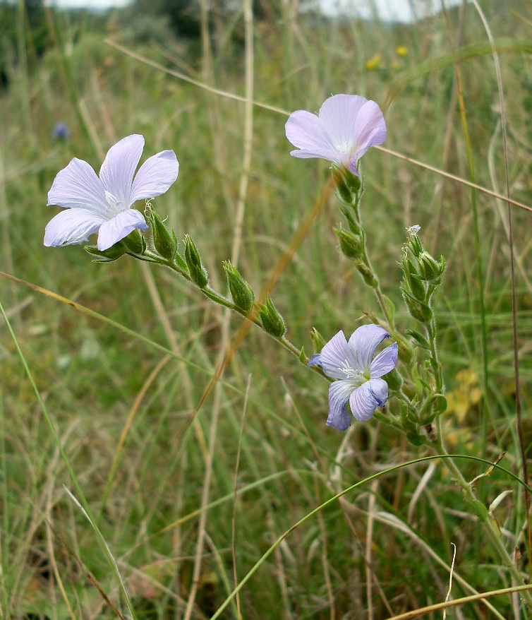 Image of Linum hirsutum specimen.