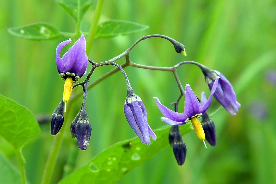 Изображение особи Solanum dulcamara.