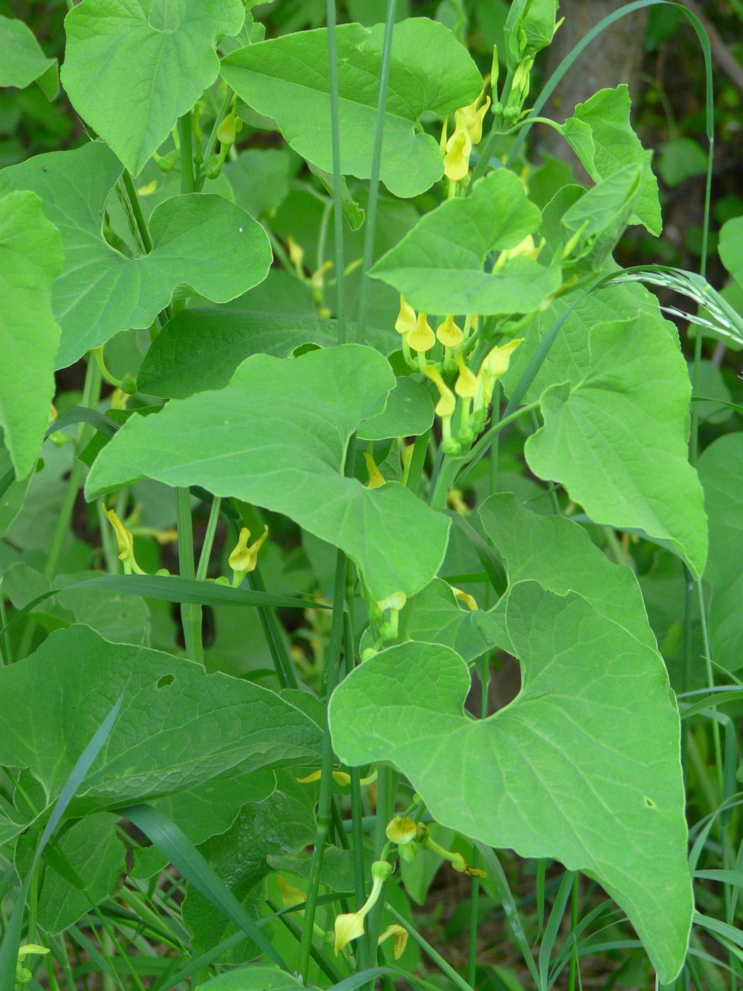 Image of Aristolochia clematitis specimen.