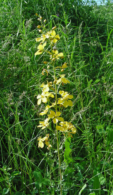 Image of Hypericum elongatum specimen.