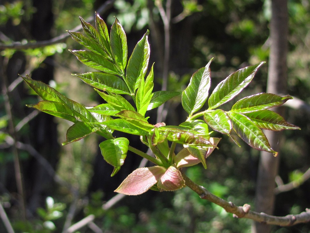 Image of Fraxinus ornus specimen.