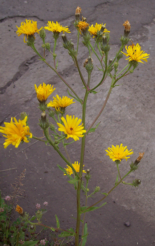 Image of Picris hieracioides specimen.