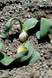 Allium akaka