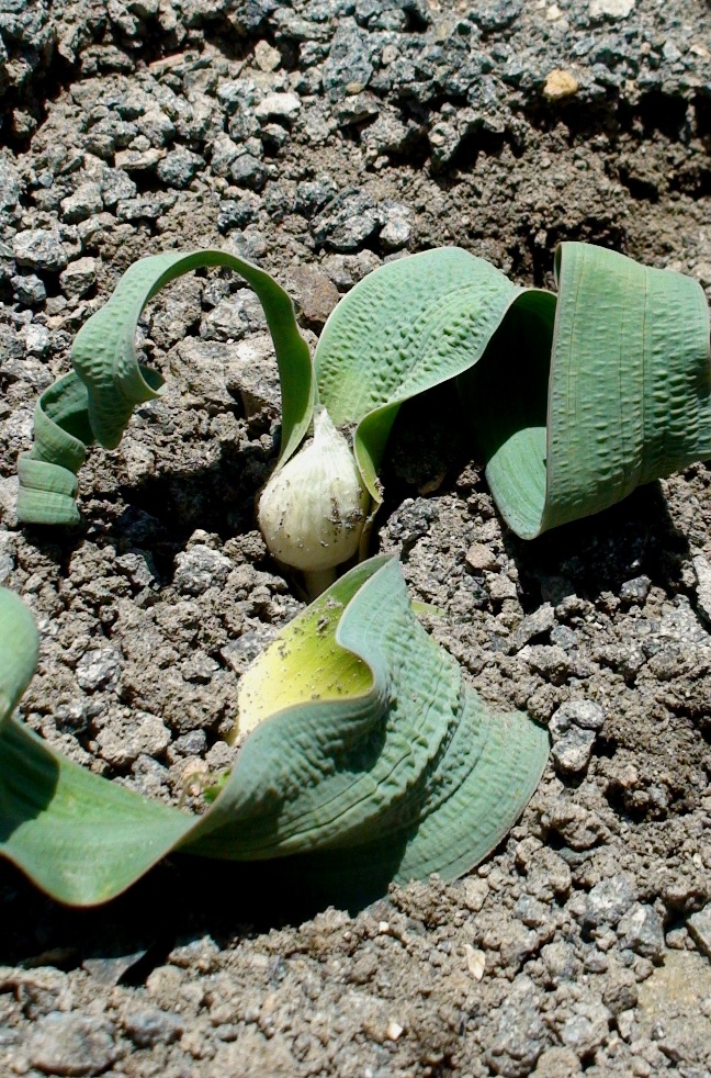 Image of Allium akaka specimen.