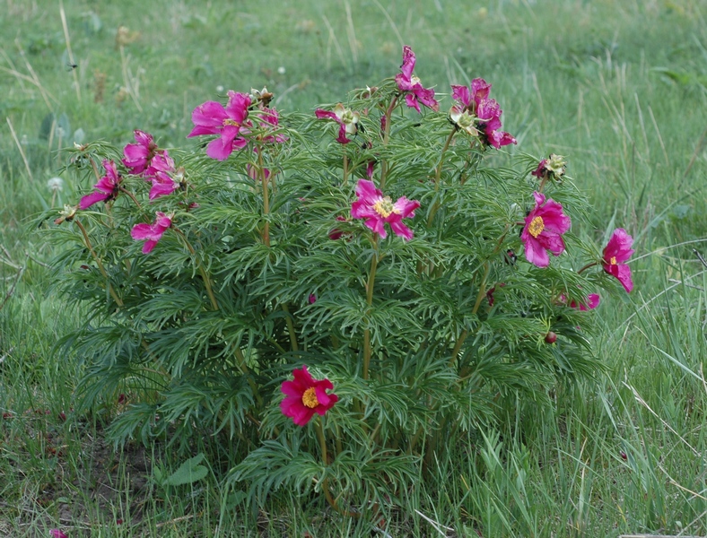 Image of Paeonia hybrida specimen.