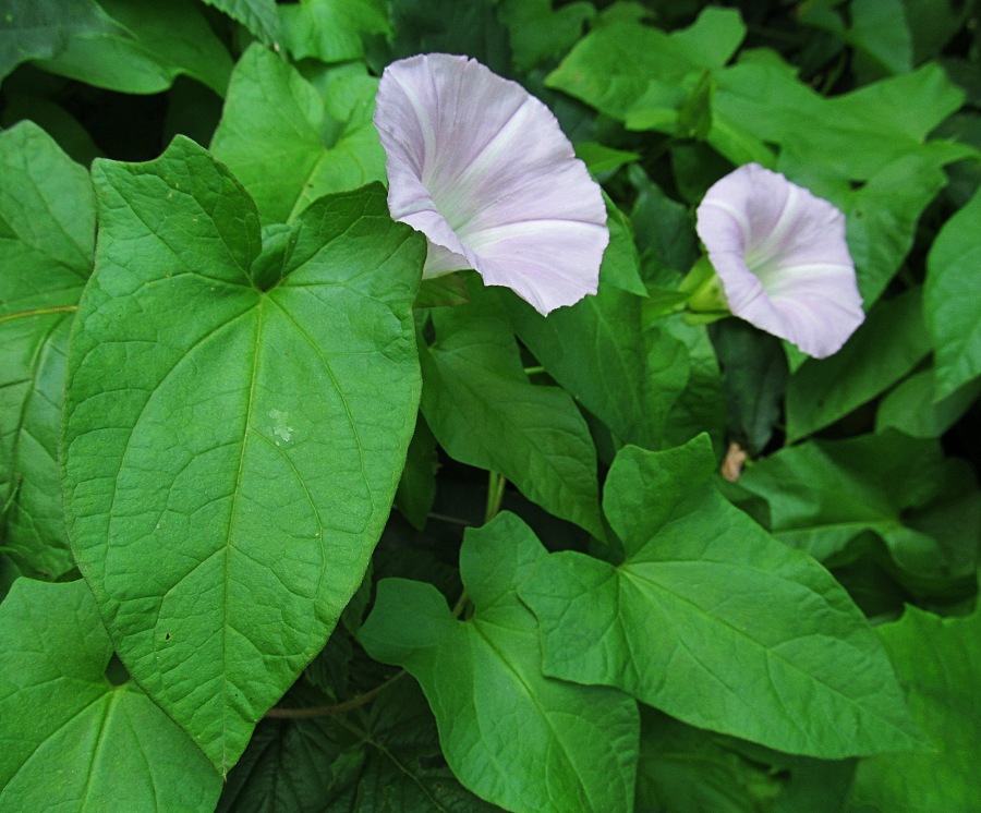 Изображение особи Calystegia spectabilis.