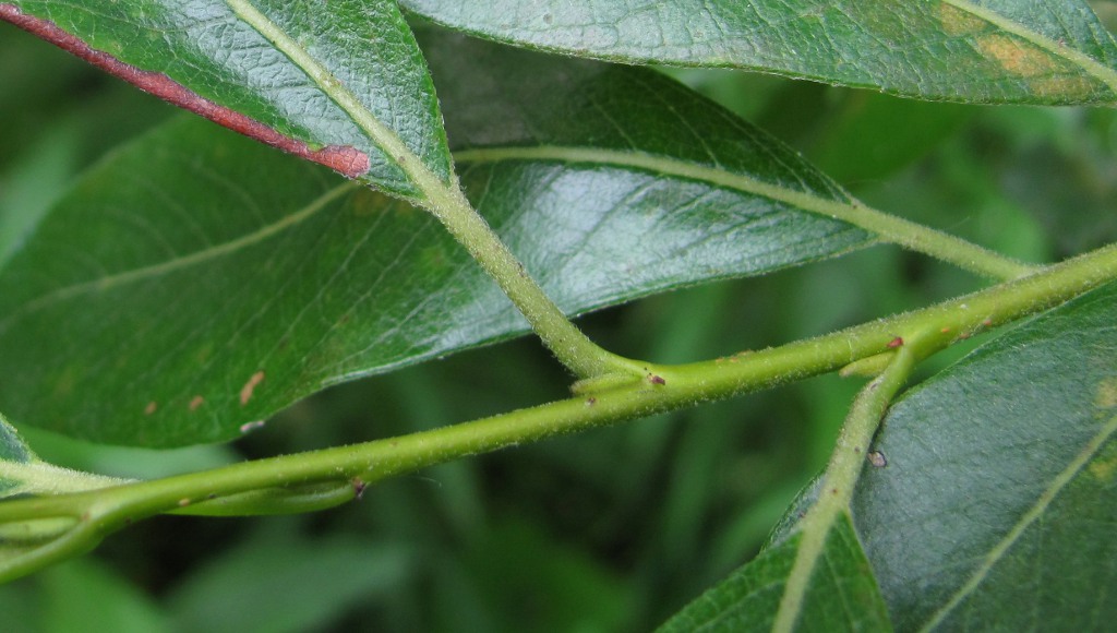 Image of Salix gmelinii specimen.